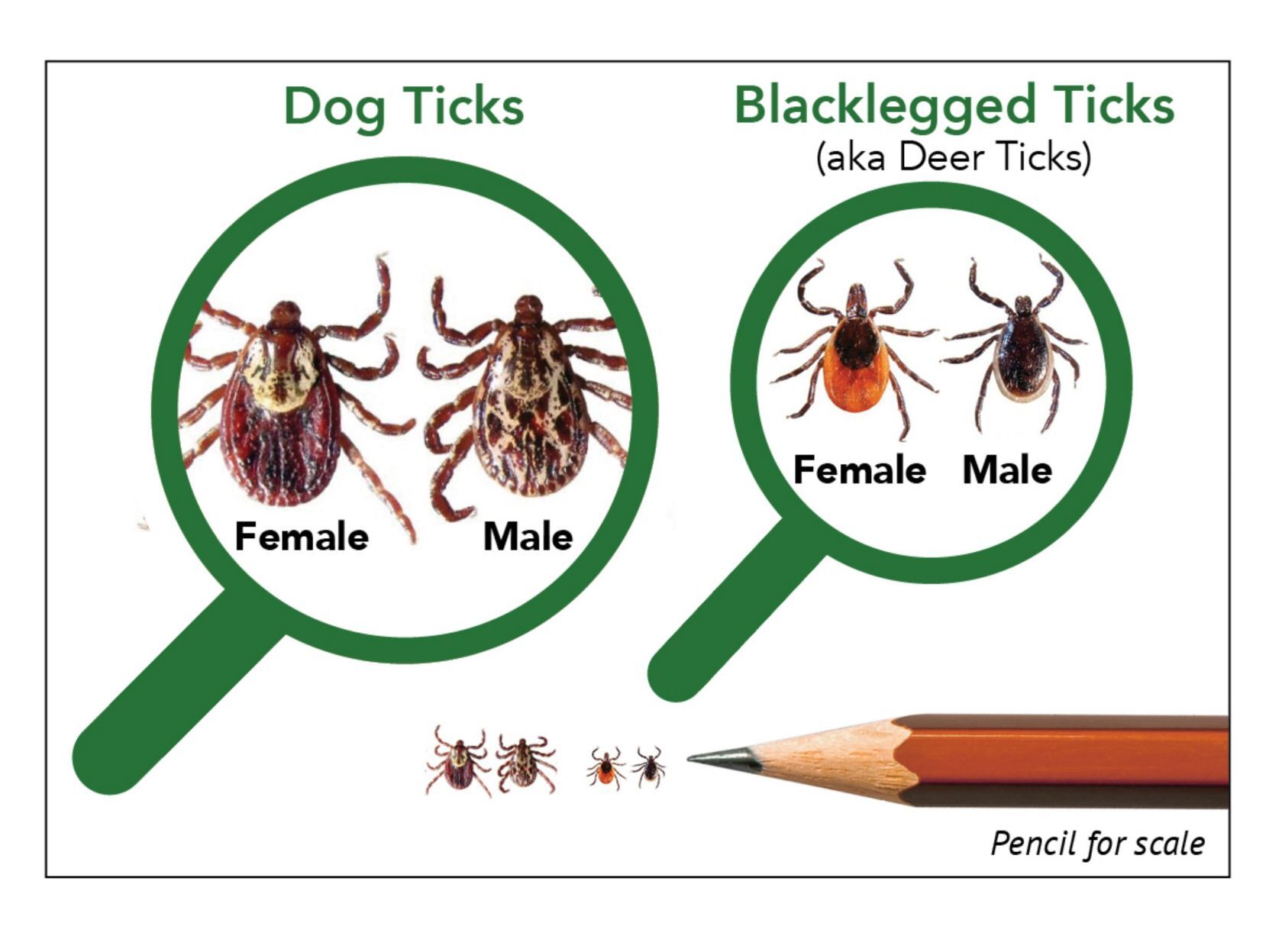 Dog tick and black-legged tick